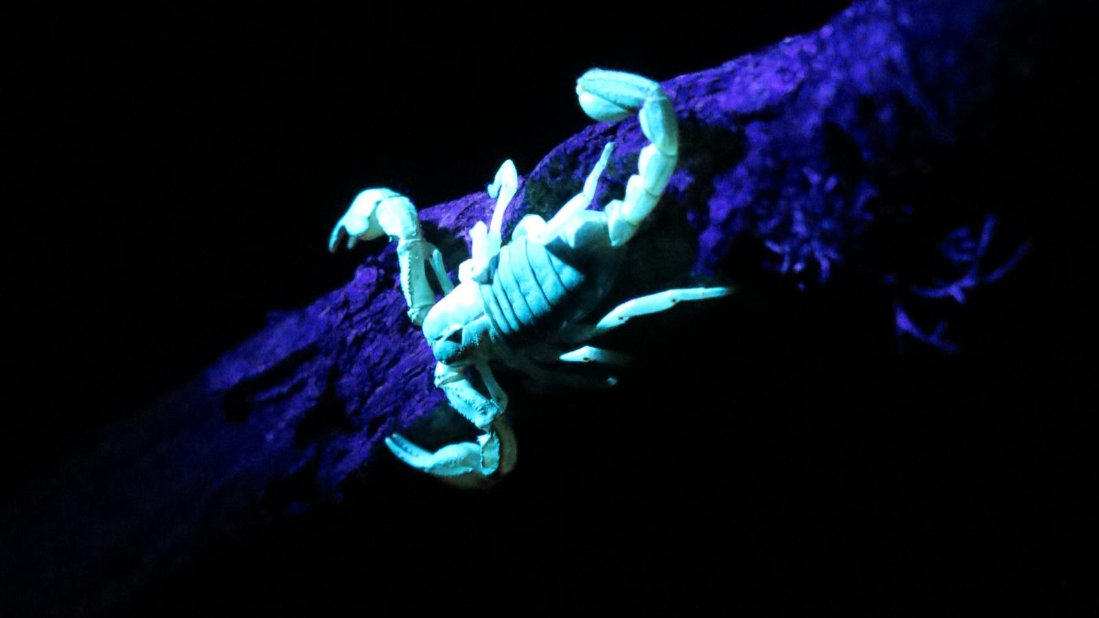 Nature s night lights Learn about the glow in the dark organisms